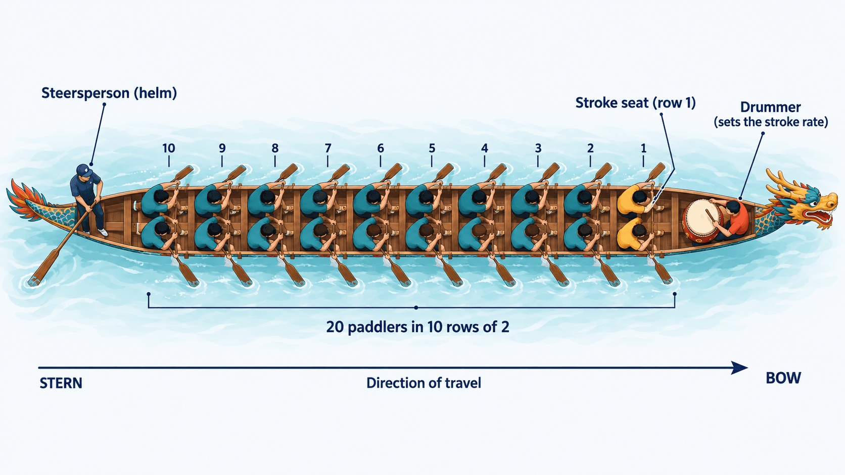 Overhead diagram of a standard dragon boat crew: 20 paddlers seated in 10 numbered rows of 2, with the stroke seat in row 1 nearest the bow, the drummer facing the crew at the bow to set the stroke rate, and the steersperson standing at the stern with the steering oar